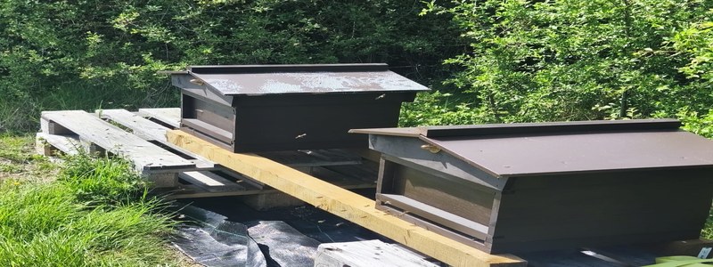 Bee hives at Barralier Farm