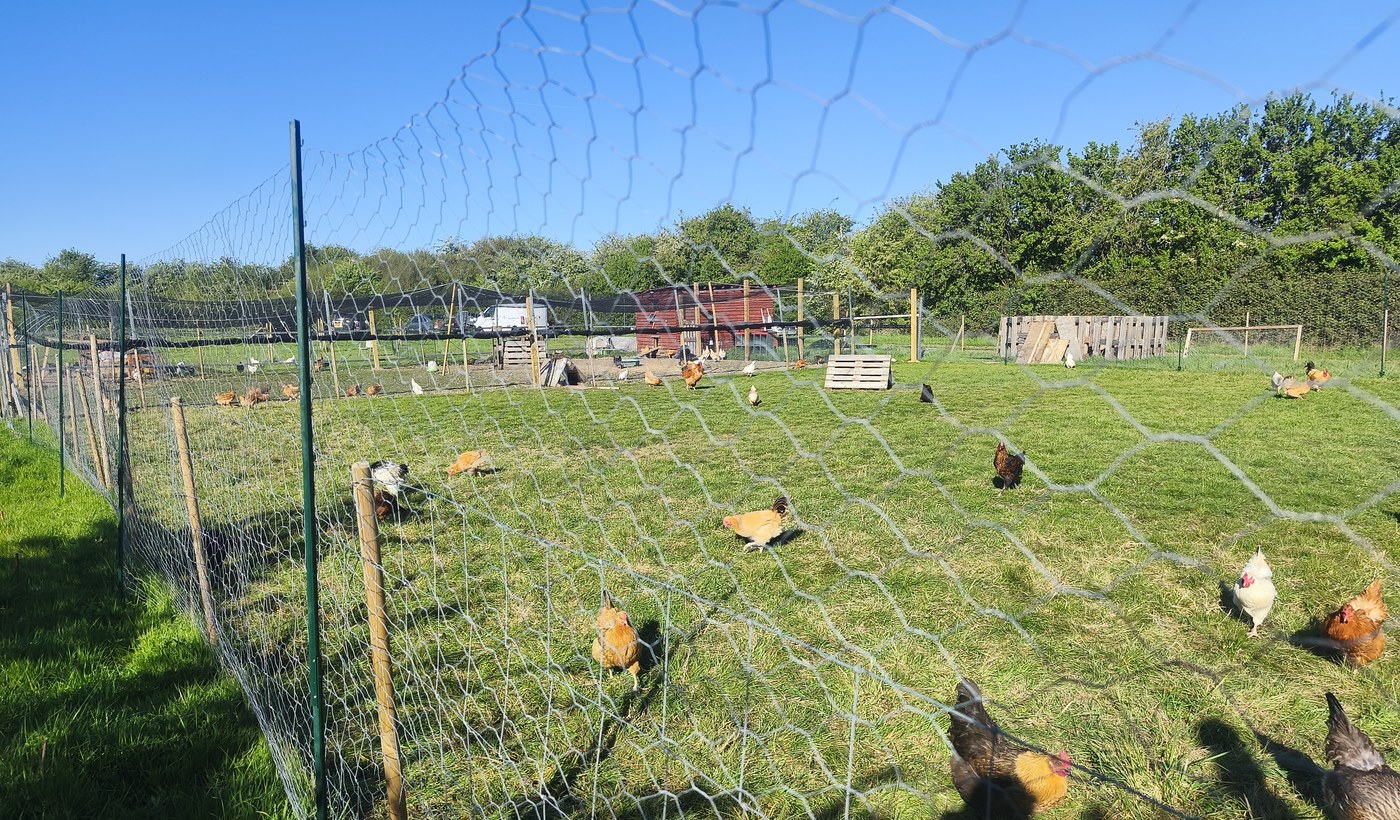 Free range chickens at Barralier Farm
