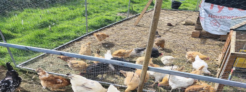 Laying hens at Barralier Farm