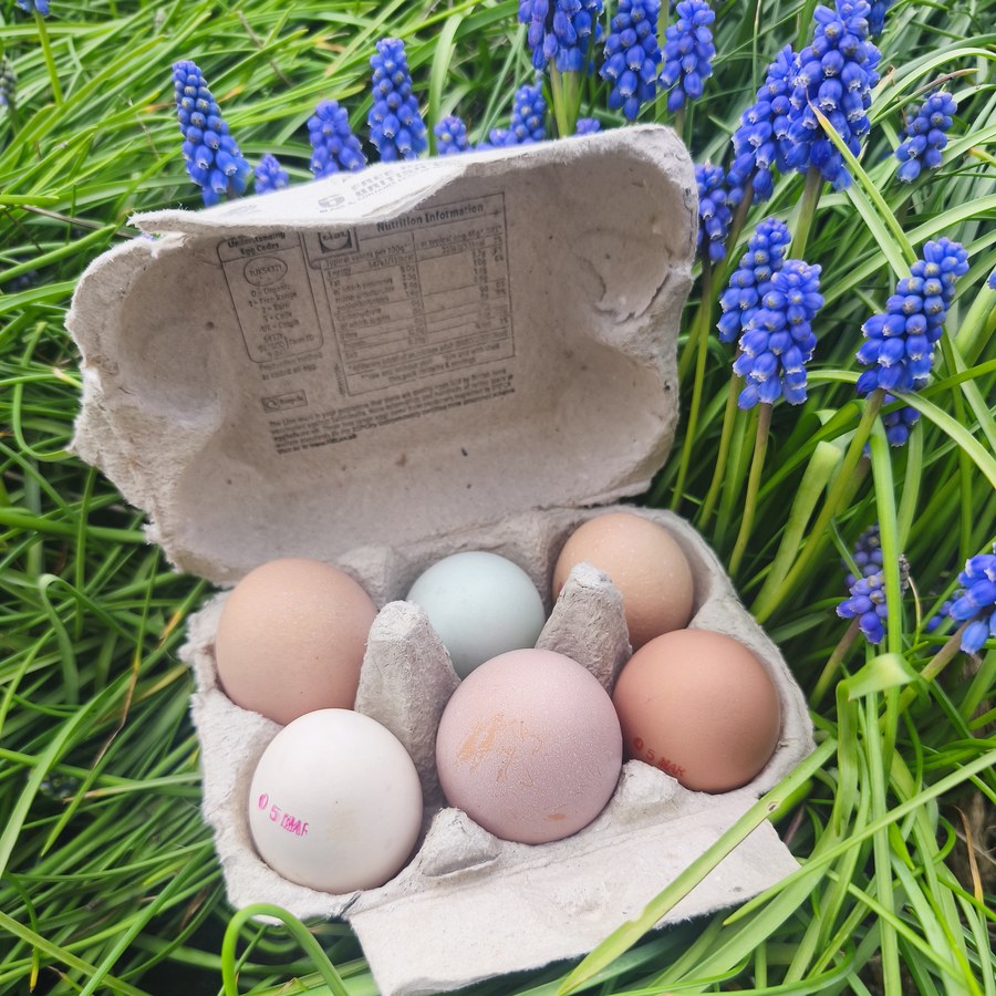 Fresh eggs from Barralier Farm