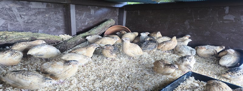 Quail flock at Barralier Farm