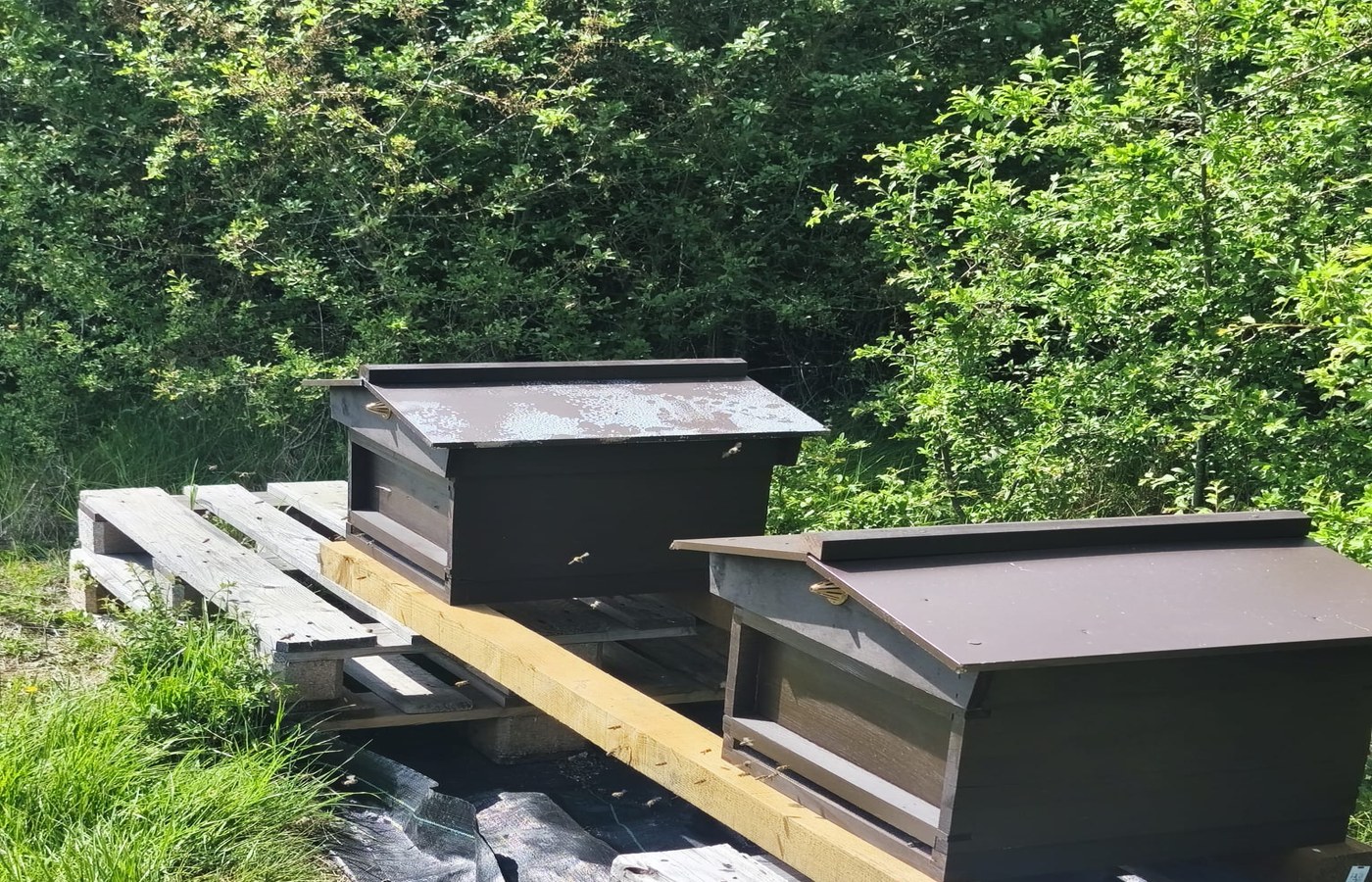 Honey bee hives at Barralier Farm