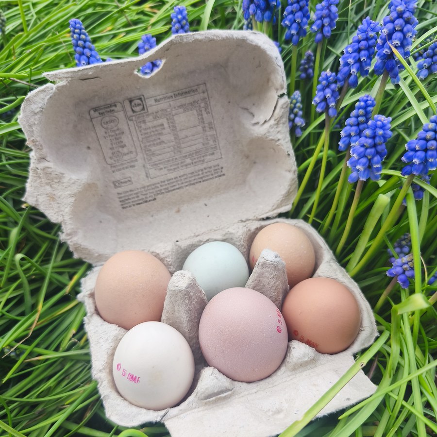 Dozen fresh free-range chicken eggs from Barralier Farm