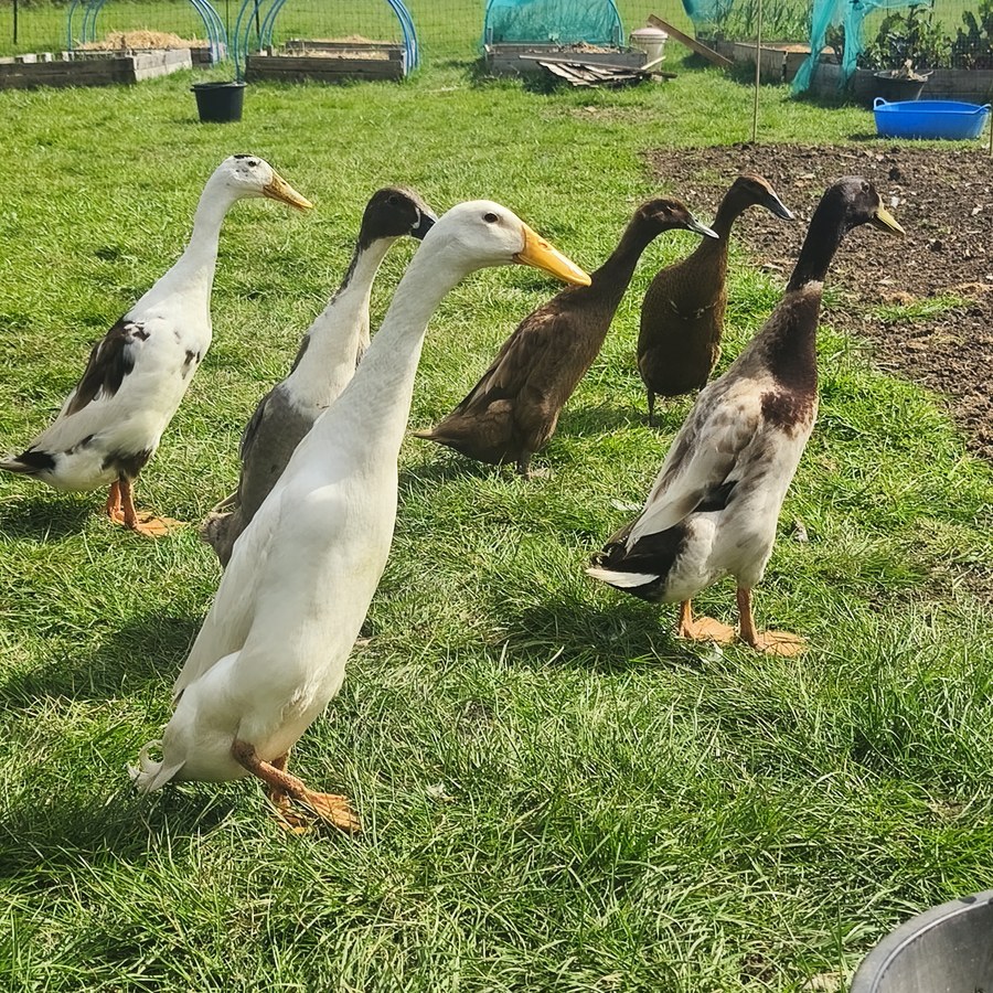 Indian Runner ducks at Barralier Farm