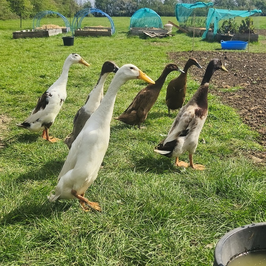 Indian Runner ducks at Barralier Farm