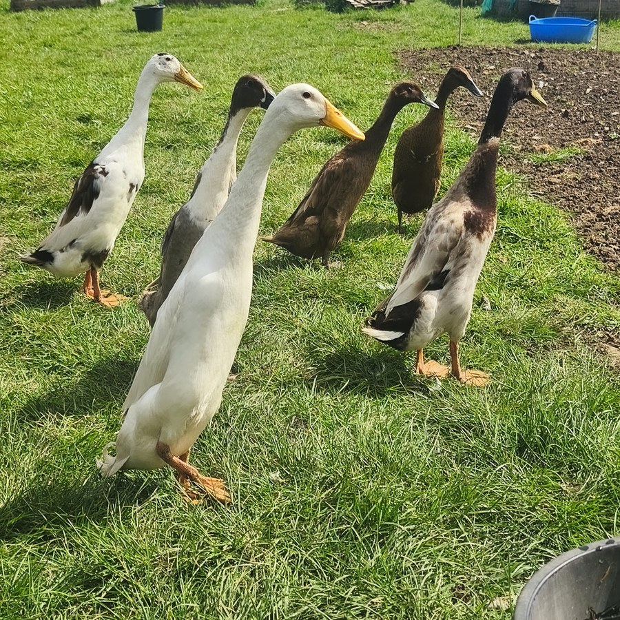 Indian Runner ducks at Barralier Farm