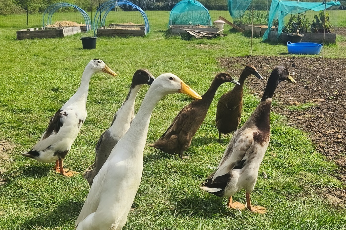 Indian Runner ducks at Barralier Farm