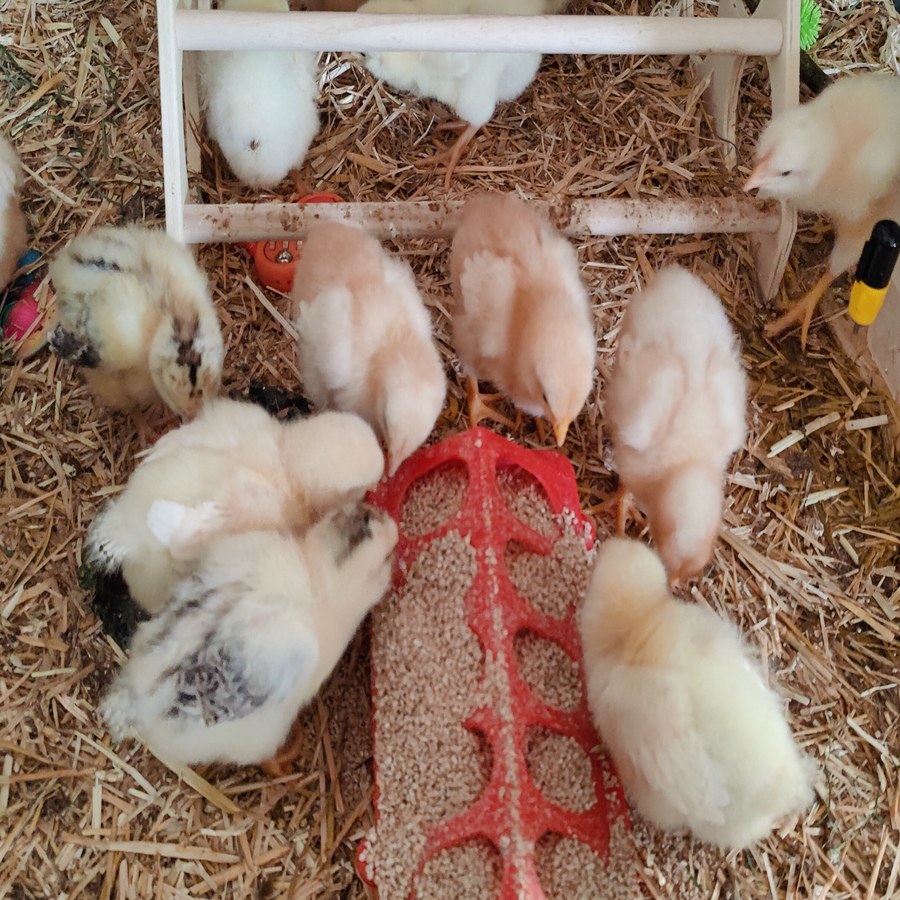 Newly hatched chicks at Barralier Farm
