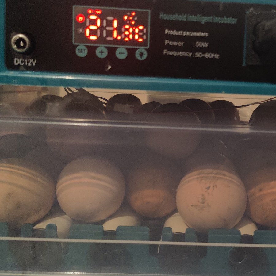 Hatching eggs in incubator at Barralier Farm