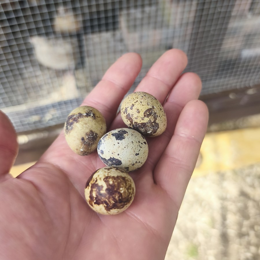 Fresh quail eggs from Barralier Farm
