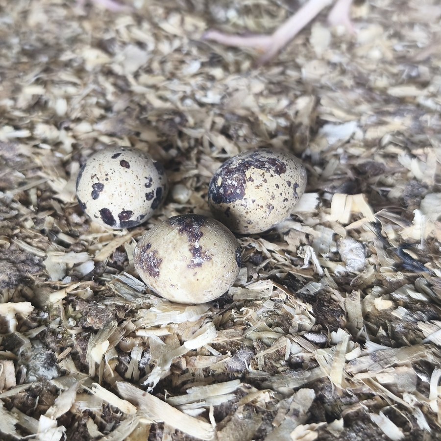 Fresh quail eggs from Barralier Farm