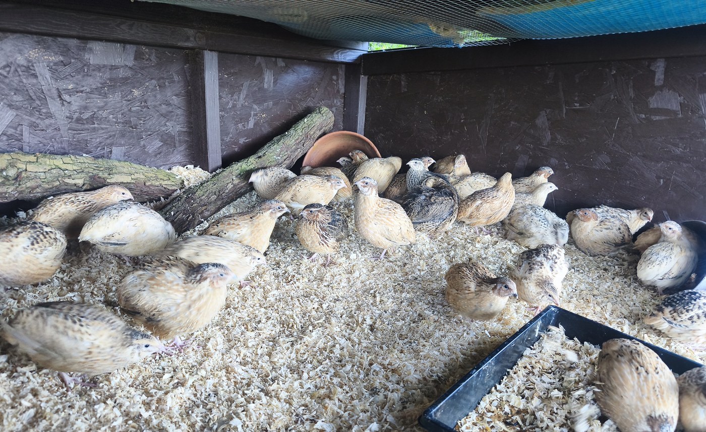 Coturnix quail flock at Barralier Farm